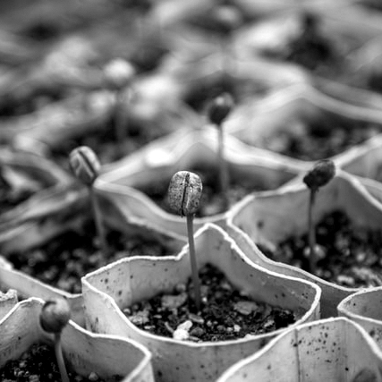 Métamorphose de l'analyse du marché par le biais de cette photo représentant plein de bourgeons